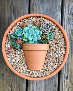 a potted plant with succulents in it