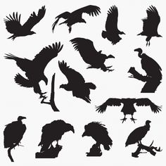 the silhouettes of birds are shown in different poses and sizes, including an eagle