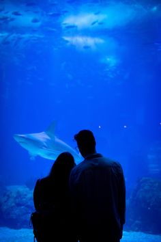 two people looking at a shark in an aquarium