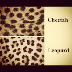 most importantly it's not "cheetah" print, that's a different animal for all the dumb dumbs out there that call leopard print "cheetah print". . . ughh one of my biggest pet peeves!! Core Pfp, Animal Magnetism, Jaguar Print, General Quotes, Leopard Skin, Pet Peeves, Black Celebrities