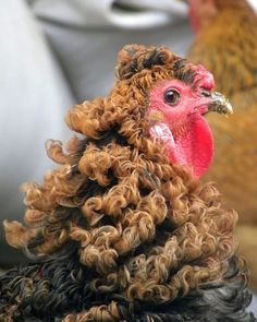 two chickens with curly hair standing next to each other