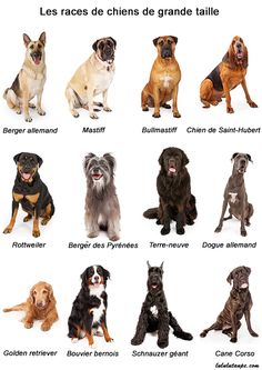 the different breeds of dogs are shown in this image, with their names on them