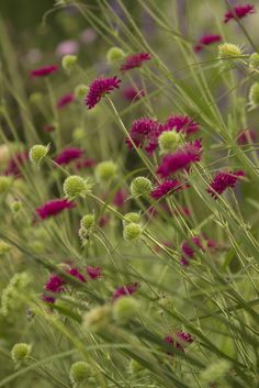 some pink and green flowers in the grass