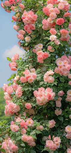 pink roses are growing on the side of a building with blue sky in the background