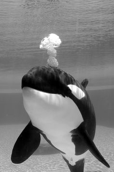 an orca whale swimming under water in the ocean