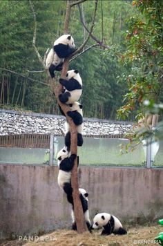 several panda bears climbing up and down a tree