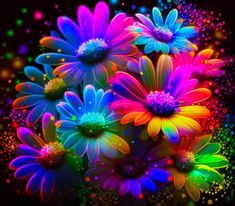 colorful flowers on a black background