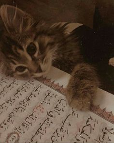 a cat that is laying down next to an open book with arabic writing on it