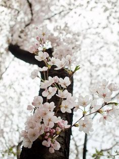 white flowers are growing on the bark of a tree in front of some cherry blossoming trees