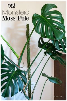 a monster plant with the words diy monstera moss pole