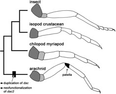 the structure of an animal's hand