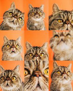 a collage of cats with different facial expressions on an orange background, looking up at the camera