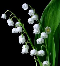 white flowers with green leaves in front of a black background that says have a good time