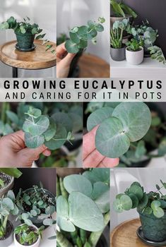 a collage of photos showing various plants and pots with the words growing eucalyptuss and caring for it in pots