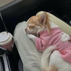 a small dog wearing a pink shirt sleeping in the back seat of a car next to a cup of coffee