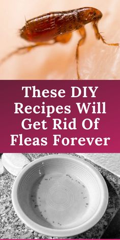 a cockroach sitting on top of a table next to a white bowl with the words, these diy recipes will get rid of fleas forever