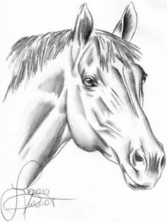 a pencil drawing of a horse's head