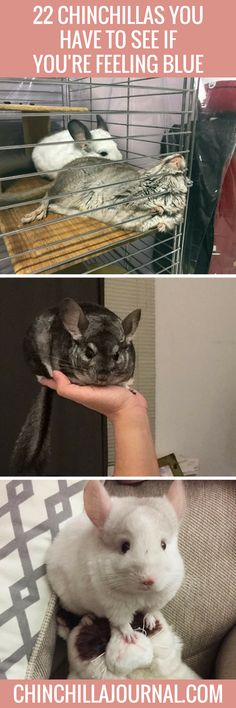 some animals that are in cages with the caption, 22 chinchillas you have to see if you're feeling blue