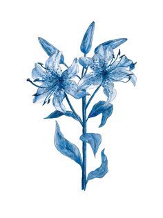 a drawing of blue flowers on a white background