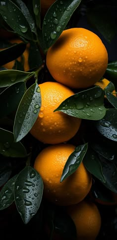 three oranges with green leaves and water droplets on them, in front of dark background