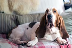 a brown and white dog laying on top of a bed next to a red checkered blanket