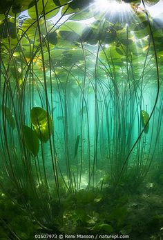 sunlight shining through the water in an underwater swampy area with plants and grass growing on the bottom