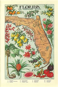 an old florida map with tropical plants and fruit