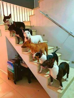 there are many dogs that are standing on the stairs