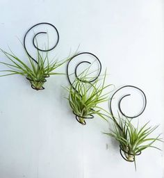 three air plants are hanging on the wall next to each other with metal spirals