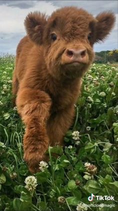 a brown cow standing on top of a lush green field with white flowers in it's mouth