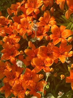 an orange flower is growing in the sun