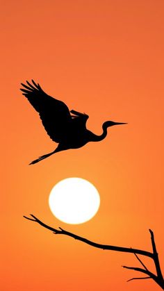 the silhouette of a bird flying in front of an orange sky