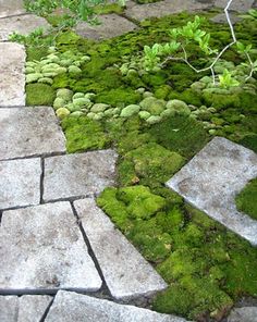 a stone path with moss growing on it