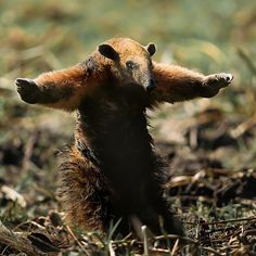 a small brown bear standing on it's hind legs with its paws in the air