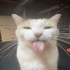 an orange and white cat sticking its tongue out with it's tongue hanging out