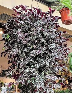 purple and green plants are hanging from the ceiling in a store with other potted plants