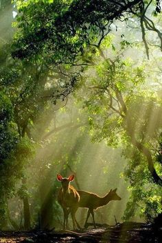 two deer standing in the middle of a forest with sunbeams shining down on them