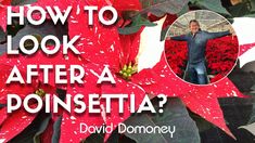 a poinsettia plant with the words how to look after a poinsettia?