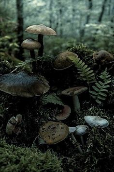 mushrooms and ferns growing in the mossy forest