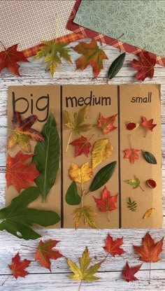 autumn leaves are arranged on brown paper with the word big and small written in them