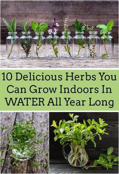 various herbs and water in glass jars with text overlay that reads 10 delicious herbs you can grow indoors in water all year long