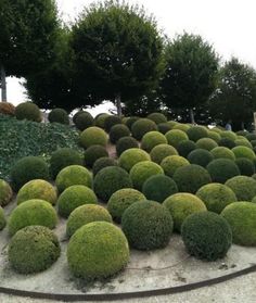 a bunch of bushes that are in the ground