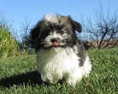 a small black and white dog sitting in the grass