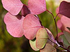 some pink and green leaves on a tree