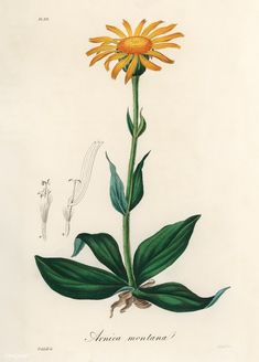 an illustration of a yellow flower with green leaves