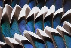 the feathers of a bird are blue and green