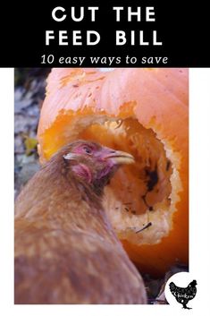 a close up of a chicken near a pumpkin with the words cut the feed bill