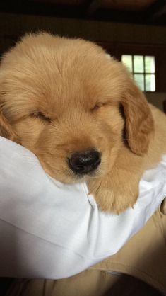 a small brown dog sleeping on top of a white pillow