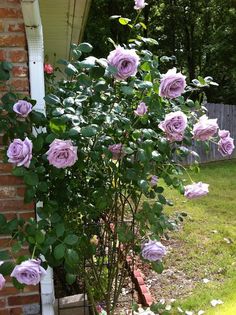 purple roses are growing in a garden next to a house