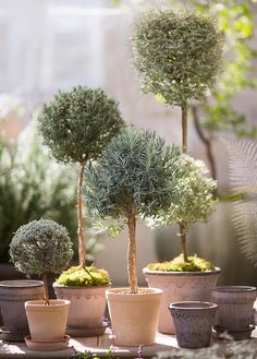 several potted trees sitting on top of a table